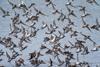 Low-Res_195701-170