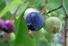 Vaccinium_corymbosum_(Northern_highbush_blueberry)