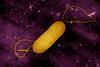 Listeria_Bacterium_-_53895764485