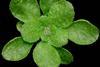 Arabidopsis_thaliana_rosette