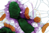 Low-Res_amyloid