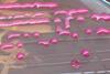 Klebsiella_pneumoniae_mucoid