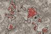 Zika_Virus_Particles
