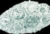 960px-Wolbachia