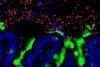 Low-Res_IICSA_43_2_Picture3