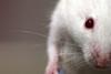 Lab_mouse_mg_3135