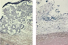 Low-Res_Jake M paper biofilm