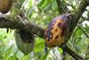 Low-Res_black-pod-rot-plantvillage-penn-state
