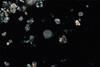 Low-Res_Pic2_nannofossils