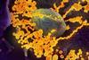 SARS-CoV-2_scanning_electron_microscope_image (1)