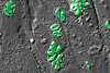 Image of a combination of DIC and epifluorescence of human fibroblasts infected with Toxoplasma gondii transgenic that expresses GFP-tubulin (green).