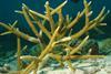 Staghorn-coral