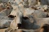Cattle_in_Pará