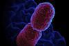Klebsiella_pneumoniae_Bacterium_(13383468143)