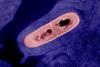 Listeria_Bacterium_02