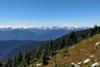 Alpine_trees_on_Whistler_Mountain
