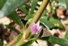 Flower_of_Sesuvium_portulacastrum