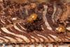 Low-Res_Ips_typographus_bark_Benjamin_Weiss