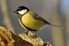 Parus_major_m