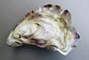 The_Pacific_oyster,_Japanese_oyster,_or_Miyagi_oyster_(Magallana_gigas)._Upper_&_lower_valves