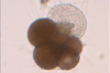 Low-Res_Neogloboquadrina pachyderma growing credit Adele Westgard-1920x1979