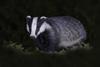European_Badger_-_Meles_meles_-_Scotland_(53260881618)