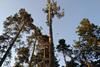 Pinus_sylvestris_in_Almaty_Botanical_Garden