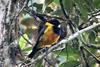 Regent_Whistler._Pachycephala_schlegelii_(48814724783)