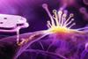 fungi
