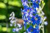 Low-Res_larkspur