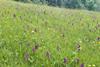 Orchids_on_Alpine_meadows