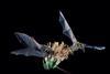 Leptonycteris curasoae bat