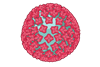 Hantavirus_(NIH_BioArt_682_-_782282).svgz