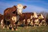pexels-nc-farm-bureau-mark-31111065