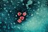 Hepatitis_B_Virus_(52444068579)