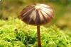 Low-Res_moss-fungi.1