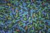 Low-Res_Bacteria_in_the_gut
