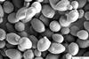 Saccharomyces_cerevisiae_SEM