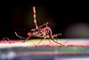 Low-Res_Aedes aegypti mosquito