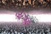 Low-Res_gp82-LAMP2