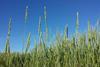 Elymus_repens_sl5