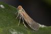 Low-Res_Pentastiridius_leporinus_on_sugarbeet_leaf_Benjamin_Weiss