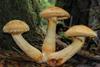 Gymnopilus_viridans_(Murrill)_Hesler_363906