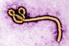 Ebola_virus_(2)