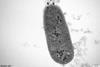 Low-Res_phage-infecting-bacteria