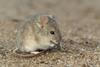 Low-Res_Drylands vesper mouse argentina CC BY-NC, Ignacio_Hernandez