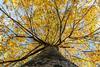 Common_lime_during_an_autumn_sunset,_Christchurch,_New_Zealand