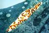 Vesicular_Stomatitis_Virus_(VSV)_particles_(orange)_found_in_extracellular_space_and_budding_from_the_plasma_membrane_of_infected_cells_(teal)