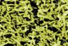 ClostridiumDifficile