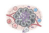 bacterialvax